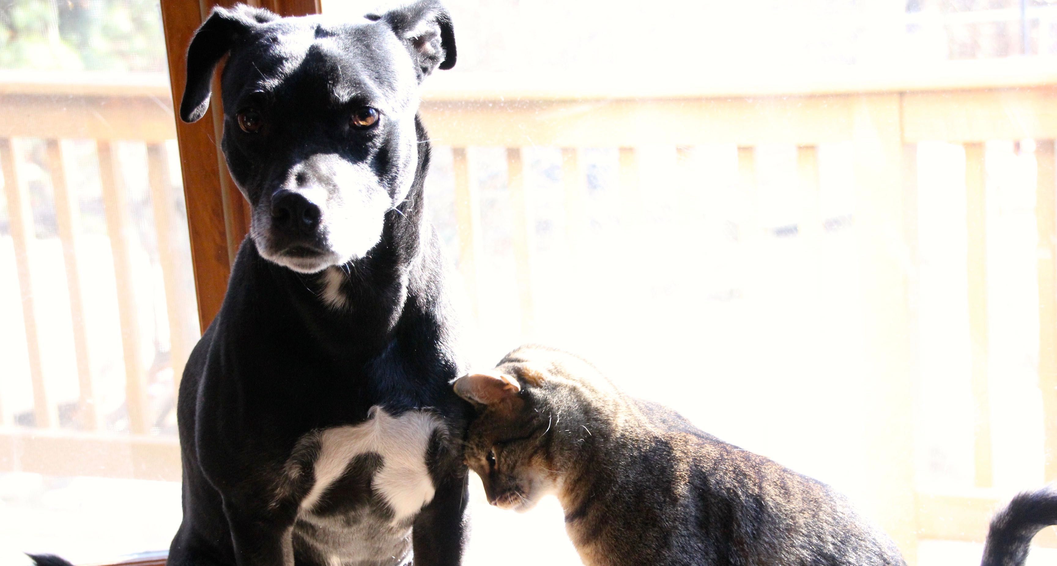 Join More than 500,000  Rescue Fans from Around the World and Like Us on FaceBook